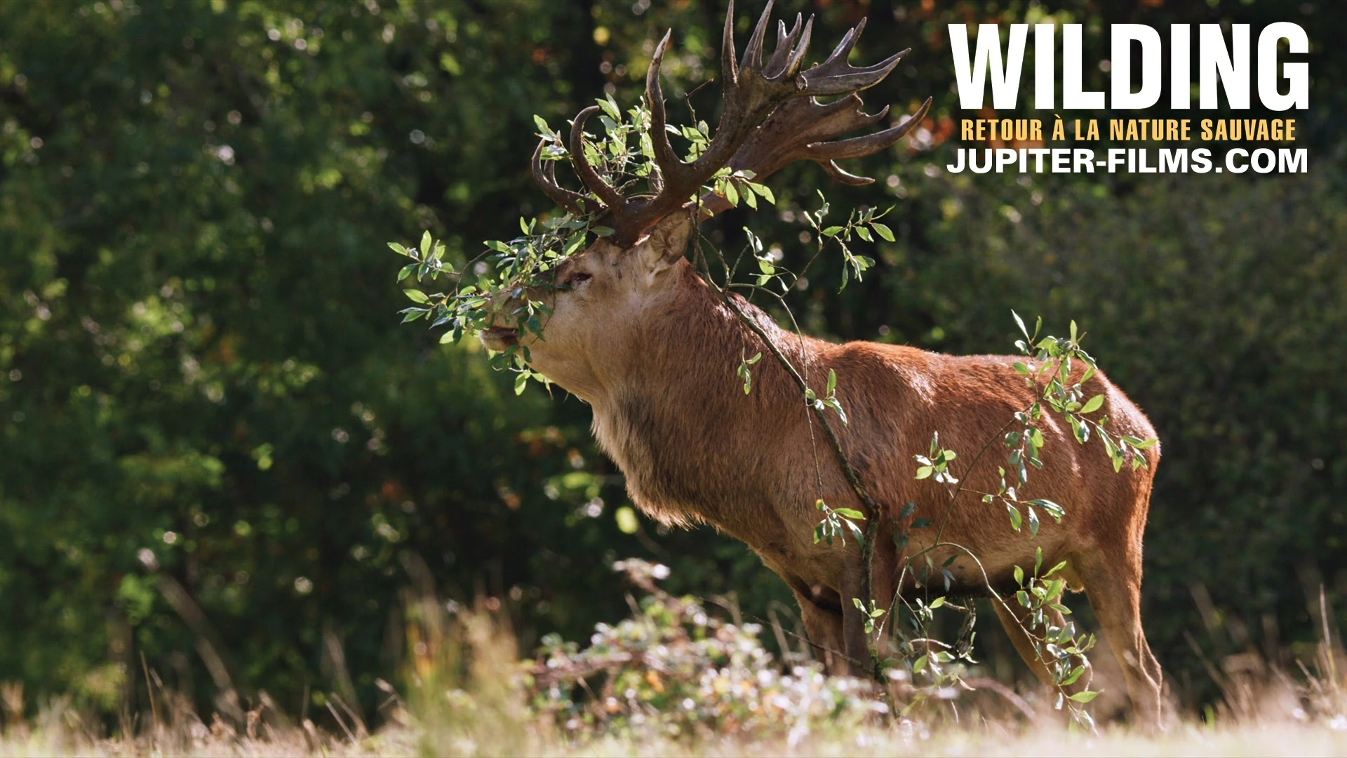 Wilding, Retour à la Nature Sauvage